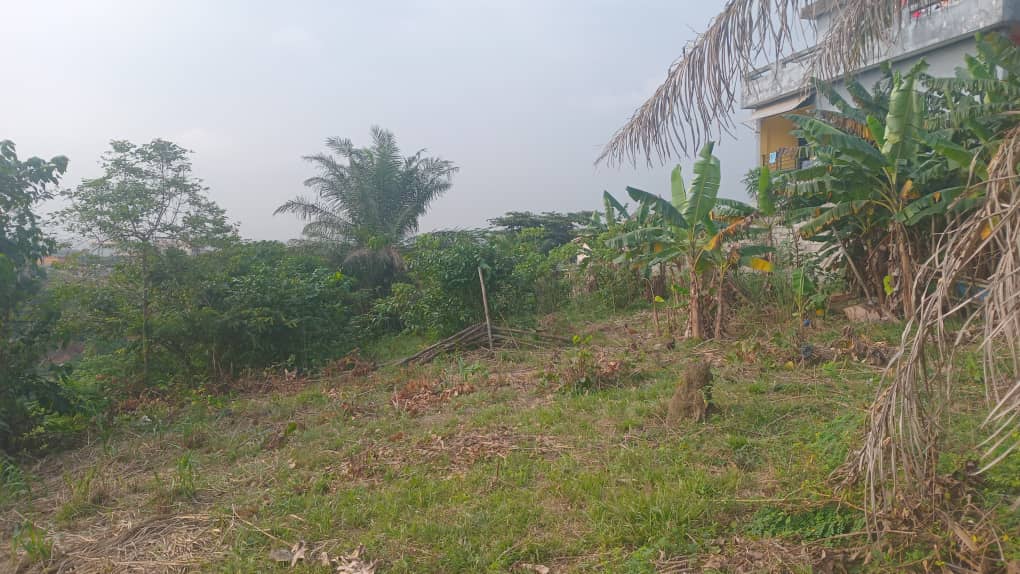Parcelle Parcelle Bangakoi — ILot 2 Lot 12 à Lotissement citée la paix, BROFODOUME